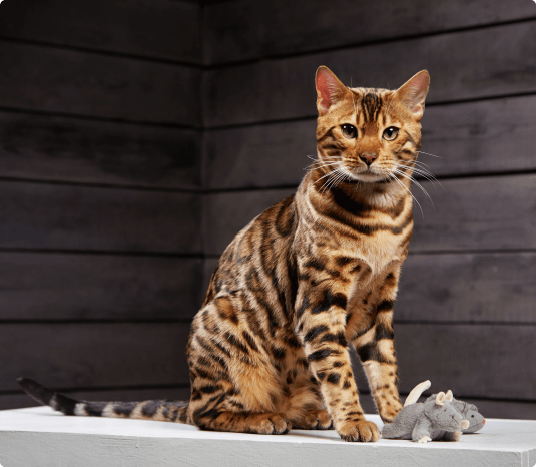 MIĘDZYNARODOWA WYSTAWA KOT&Oacute;W RASOWYCH